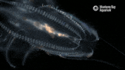 comb jelly jellyfish GIF by Monterey Bay Aquarium