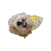 doodlepro doodle bandana goldendoodle the doodle pro Sticker