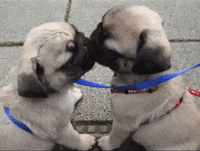 pugs licking GIF