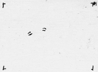 rotoscoping joy division GIF by TraceLoops