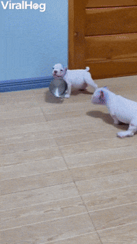 Bully Puppy Playing Keep Away With Friend 