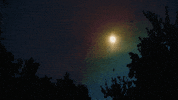 Trick Or Treat Halloween GIF by University of Florida