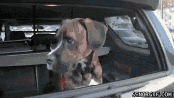 dog excitement GIF by Cheezburger