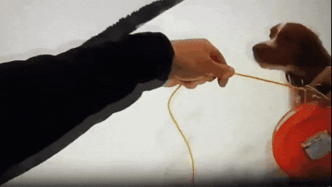 f44246d7941e4550bc67442899d2d208 giphygifmaker GIF