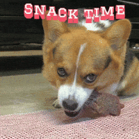 Corgi Milo GIF