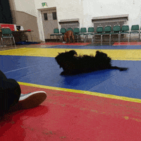 posipets GIF by Positively Pets