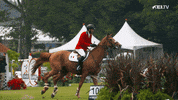 FEI_Global reaction sport mexico horse GIF