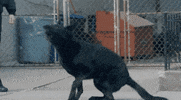 Blue Bloods Jamie Reagan GIF by CBS
