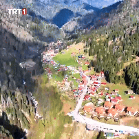 House Tree GIF by TRT