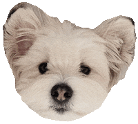 seoldal wink dalpic seoldal Sticker