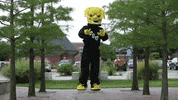 Wu_Shock wu wsu wushock shockers GIF