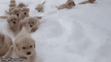 snow puppies GIF