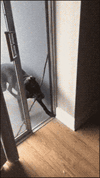 dog door GIF