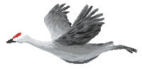 VickyCBooks bird fly bounce wings Sticker