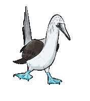 Birdtalk Sticker by girlinwhiteglasses