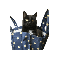 Cat Sticker