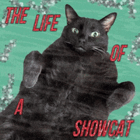 Taylor Swift Swiftie GIF