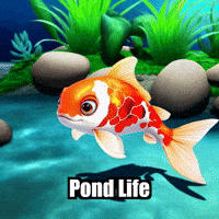 Koi Fish Exploration GIF by TheConfishius
