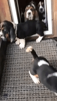 We're Fine Inside: Basset Hound Pups Really Don't Want to Go Out in the Rain