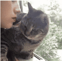 pls GIF