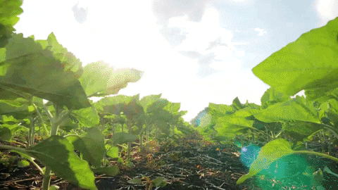 ppm7 giphyupload GIF
