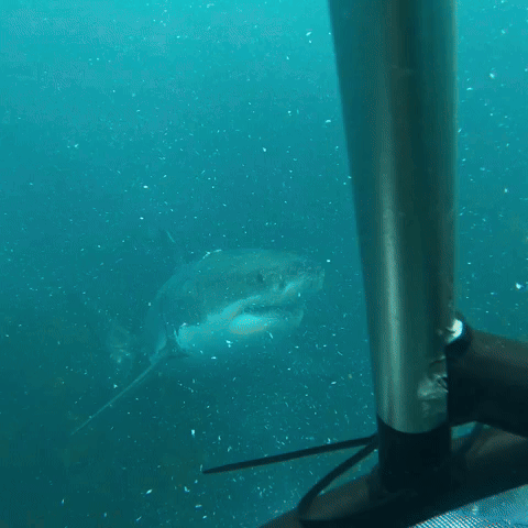 Unbelievable Shark Encounter
