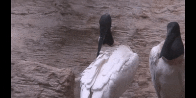 Bird Education GIF by DIIMSA Stock