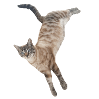 Cat Ossa Sticker