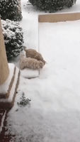 Adorable Puppies Play in Texas Snow