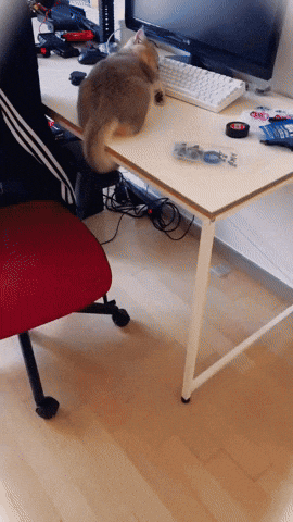 cuteanimalland giphyupload GIF