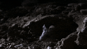 national geographic howling mouse GIF by Nat Geo Wild