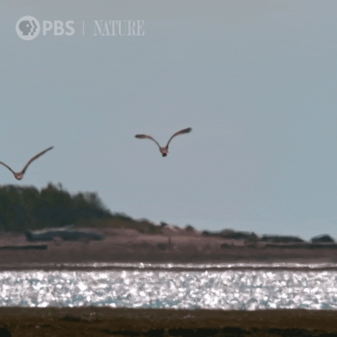 Flying Pbs Nature GIF by Nature on PBS