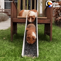 guinea pigs slide GIF by The Dodo