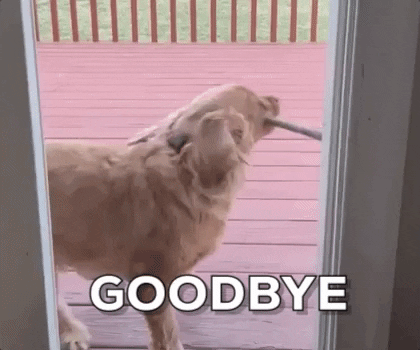 Dog Goodbye GIF by Boomer The Perfect Mutt