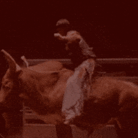 Rodeio Brahma GIF by Vedacit