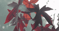 liquidambar styraciflua la trees GIF by alixmcalpine