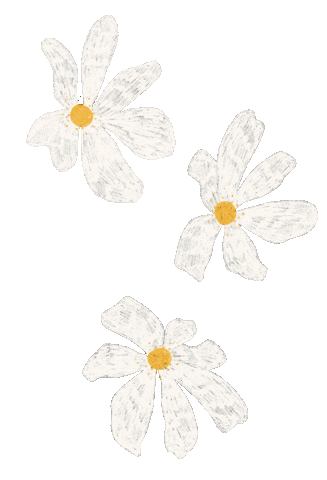 amymariah giphyupload flower flowers daisy Sticker