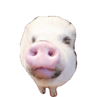 pig STICKER by imoji