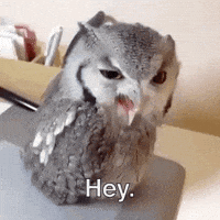 hey GIF