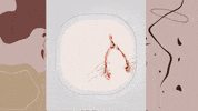 ladeees wishbone lades ladesoyunu ladeees GIF