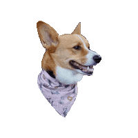 The Fellowship Corgi Sticker by Geekster Pets