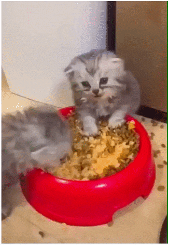 olegabrazhaev giphyupload cat food kitty GIF
