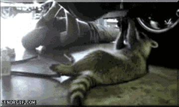 raccoon critter GIF by Cheezburger