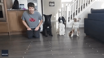 Dogs Allow Their Human to Complete in Treat Challenge