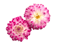 Day Of The Dead Love Sticker by Flower Council