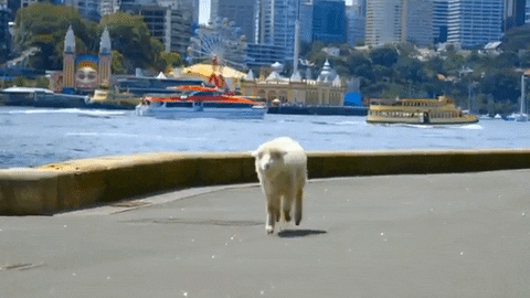 GIF by Sesame Street