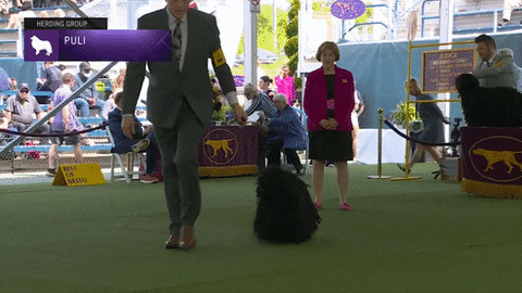 Dogs GIF by Westminster Kennel Club