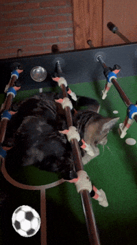 Funny Cat GIF