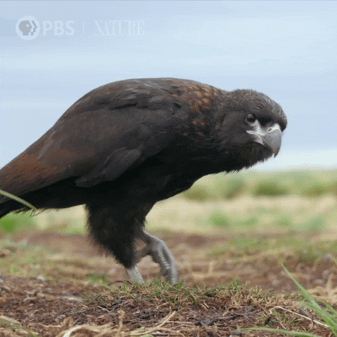 Bird Snooping GIF by Nature on PBS