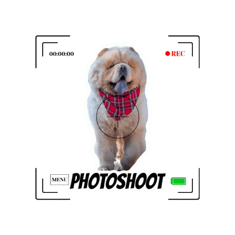 Dogs Photoshoot Sticker by Milagency